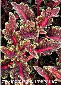 Coleus (Solenostemon) 'Lavender Lace' Coleus (Solenostemon) 'Lavender Lace'